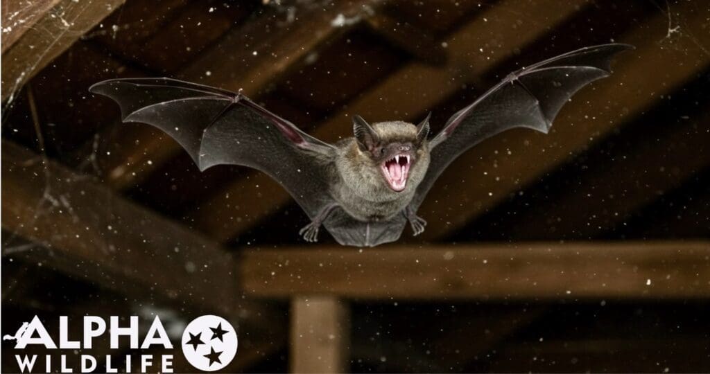 Bat flying in attic in Forest Acres